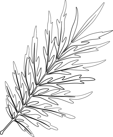 Silky Oak Leaf Coloring Page